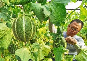 乐亭今日次瓜价格,市民享实惠