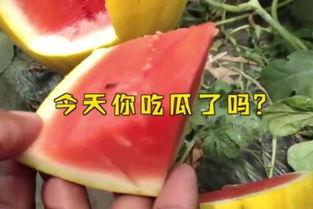今日吃瓜fun必吃大瓜,吃瓜fun带你领略娱乐圈风云变幻