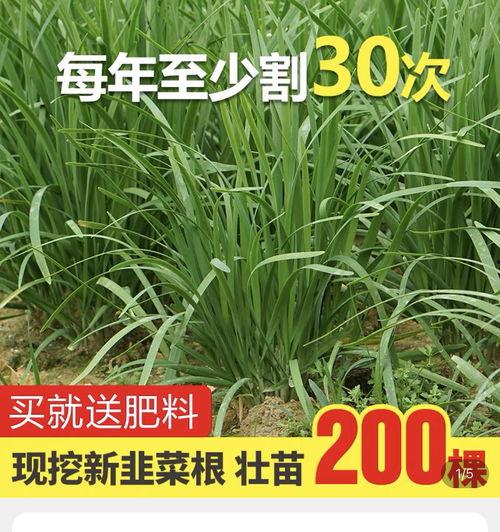 吃瓜爆料群b2,揭秘娱乐圈幕后风云