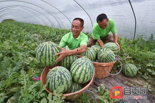 近几年的热门大瓜,近两年爆火大瓜盘点