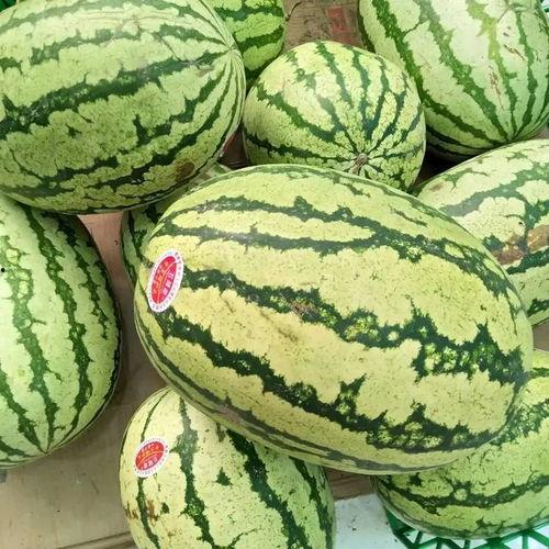 宁夏麒麟瓜今日价格,价格行情一览”