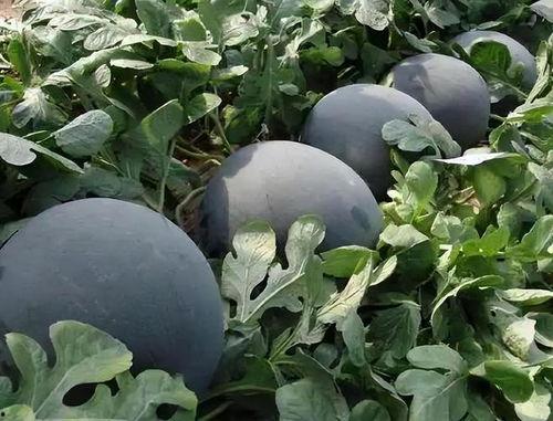 黑料吃瓜网曝一区二区,一区二区神秘事件，真相究竟如何？