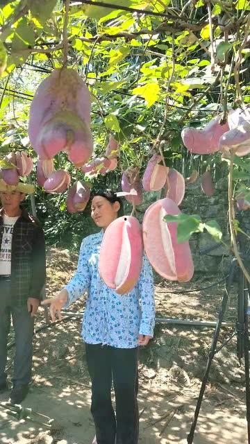 八月瓜热门视频,揭秘神秘果实背后的故事与魅力