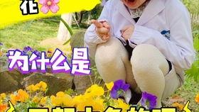 热门吃瓜集中营,娱乐圈幕后真相大曝光