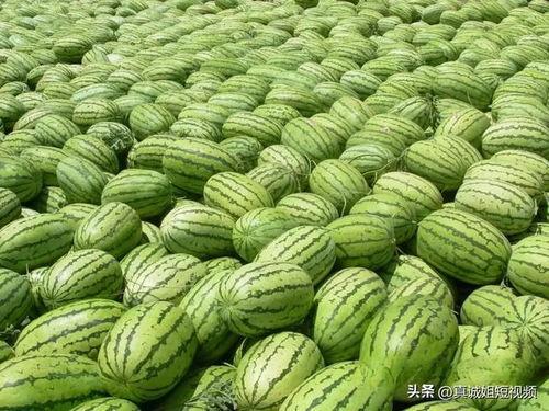 今日吃瓜必吃大瓜网,大瓜网独家揭秘娱乐圈最新猛料！