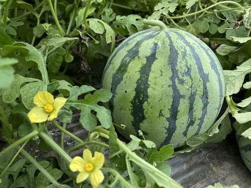 今日吃瓜必吃大瓜网,大瓜网独家揭秘娱乐圈最新猛料！