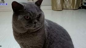 51吃瓜今日吃瓜胖猫,胖猫成今日焦点，趣味吃瓜事件盘点