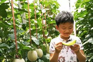 网纹蜜瓜今日行情,价格波动与市场趋势解析