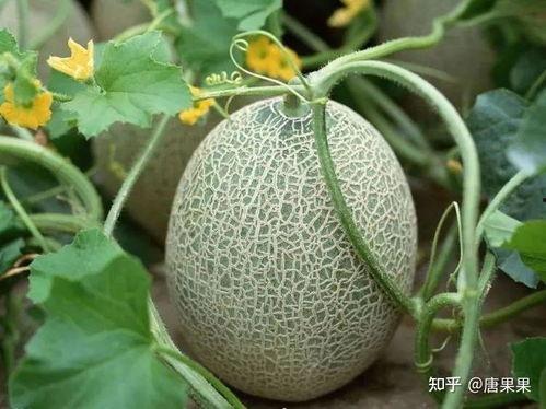 几种热门瓜的种子图片,盘点热门瓜种子的魅力风采