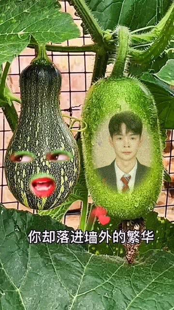 热门葫芦瓜特效视频大全,热门视频盘点，笑料横生瞬间回顾