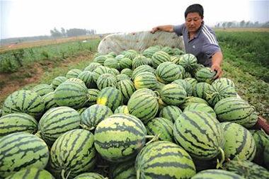 近期热门吃瓜事件青岛,揭秘近期热门吃瓜事件背后的真相