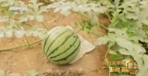 新疆近期热门吃瓜事件,盘点近期热门吃瓜事件