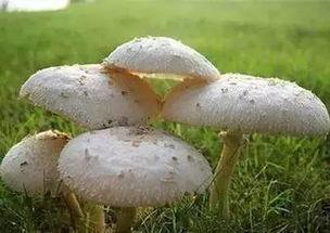 蘑菇吃瓜料爆料可信吗,可信度分析揭秘