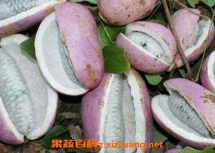 八月瓜可以吃黑籽吗有毒吗