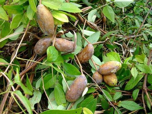 八月瓜可以吃黑籽吗有毒吗