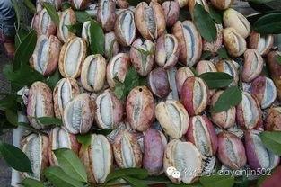 八月瓜可以吃黑籽吗有毒吗